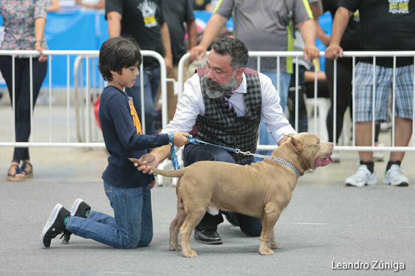 PERROS BULL1